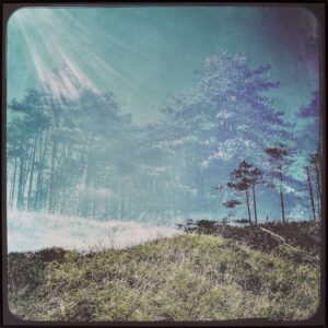 Image Two (Trees)