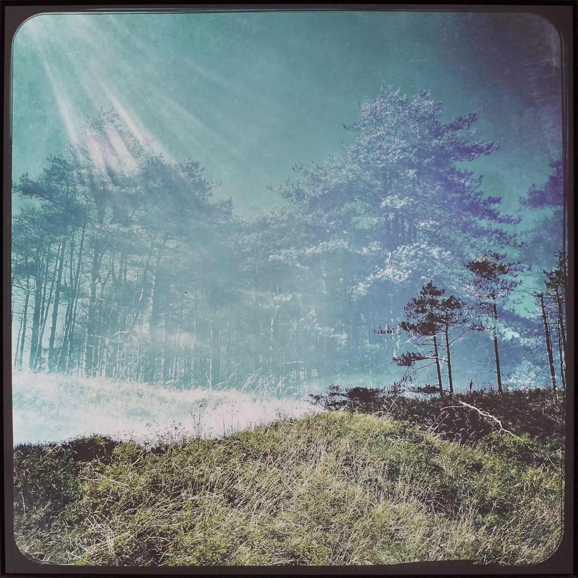 Image Two (Trees)
