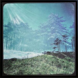 Image Two (Trees)