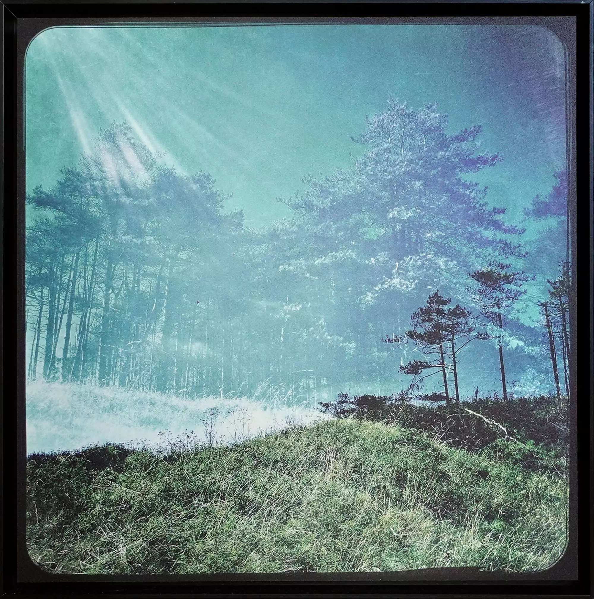 Image Two (Trees)