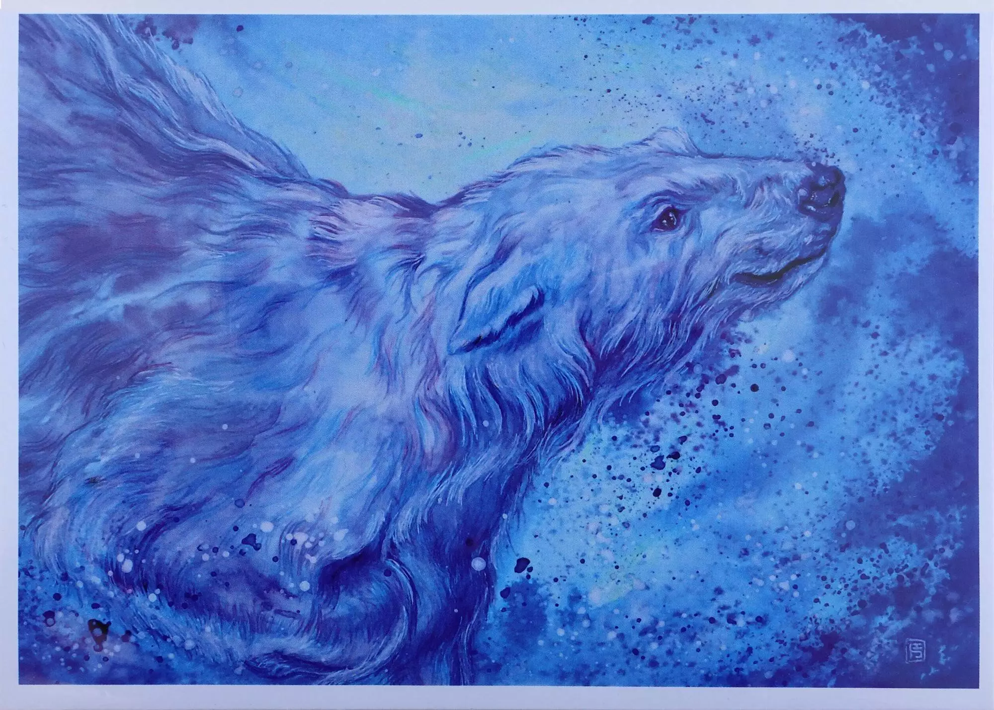 Ice Cold Swim / Polar Bear