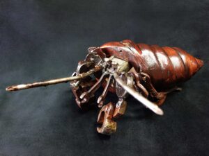 Large Hermit Crab